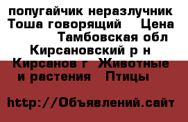  попугайчик-неразлучник Тоша говорящий  › Цена ­ 2 500 - Тамбовская обл., Кирсановский р-н, Кирсанов г. Животные и растения » Птицы   